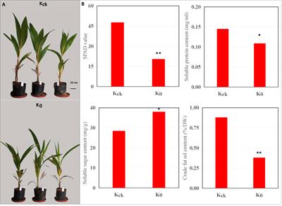 Integrated transcriptomic and metabolomic analyses reveal key metabolic pathways in response to potassium deficiency in coconut (Cocos nucifera L.) seedlings